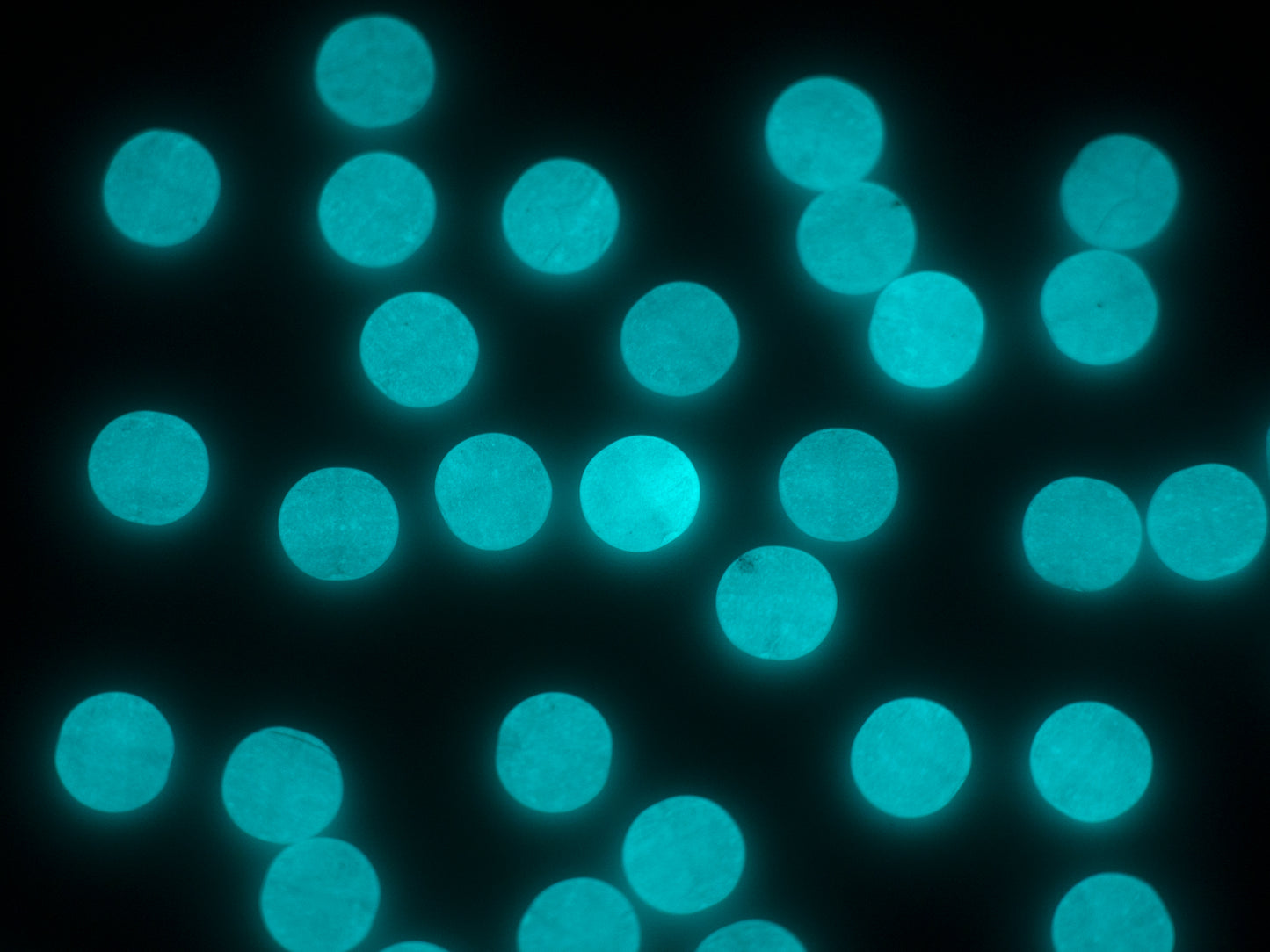 扁平圆形硬币 1 孔玻璃珠,8 毫米,捷克共和国,脏绿松石 - 夜光亮蓝色