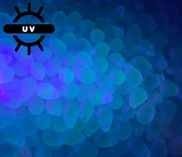 泪滴捷克玻璃珠,透明绿松石哑光