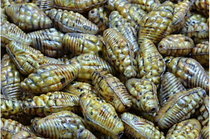 Miter Shell Beads, White Purple Brown Luster Spotted (02010-65329), Glass, Czech Republic