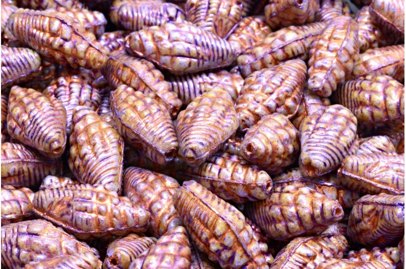 Miter Shell Beads, White 65328 Copper Lined (02010-65328-54319), Glass, Czech Republic