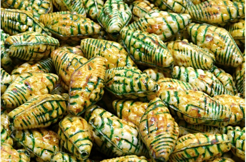 Miter Shell Beads, White Travertin Green Lined (02010-86800-54315), Glass, Czech Republic