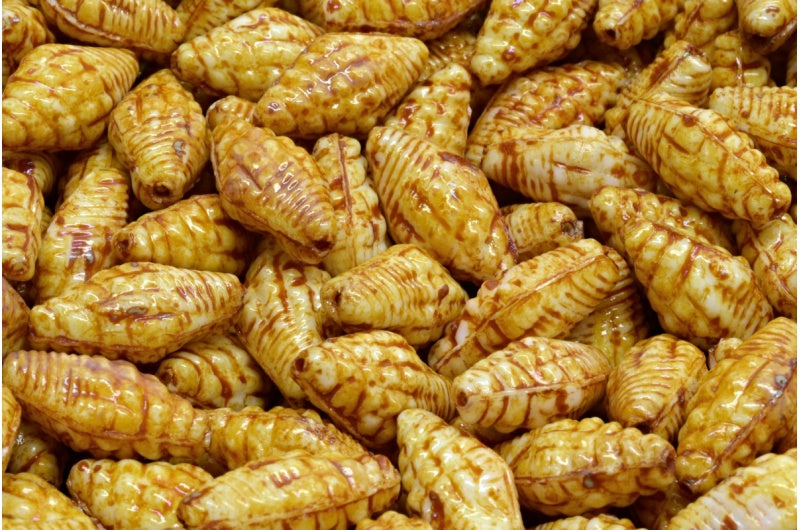 Miter Shell Beads, White Travertin (02010-86800), Glass, Czech Republic